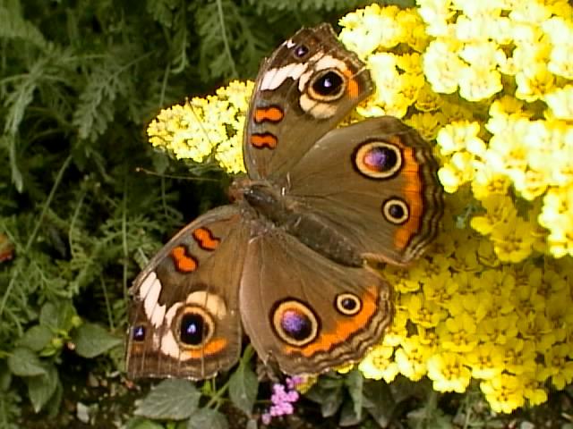 A Buckeye Butterfly Getting Nectar from an Achillea Flower