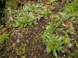 Butterwort Plants Growing in the Forest