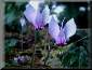 Cyclamen