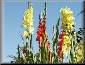 Gladiolas