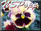 Pansy