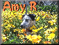 Amy R