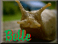 Belle of the Ball