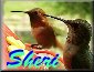 Sheri