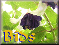 Bids