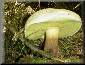 Boletus