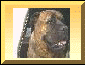 Brandy