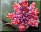 Bromeliad
