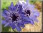 Catananche