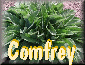 Comfrey
