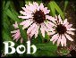 Echinacea