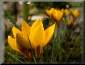 Crocus