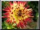 Dahlia