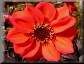 Dahlia