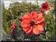 Dahlia