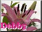 Debby