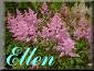 Astilbe