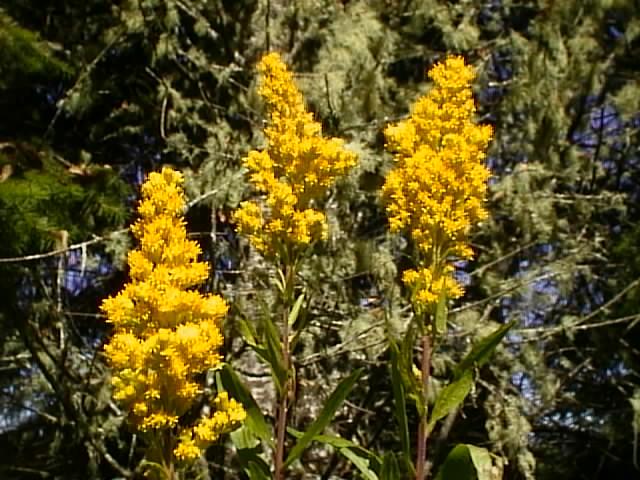 Goldenrod
