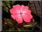 Impatiens