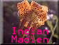 Tiger Lily