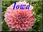 Iowa Dahlia