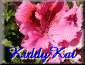 KiddyKat