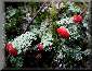 Lichen