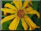Ligularia