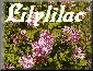 LilyLilac