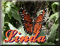 Linda12159