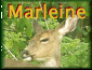 Marleine