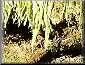 Moss
