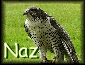 Naz