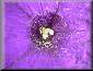 Purple Petunia