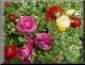 Ranunculus