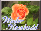 Winter Rosebudd