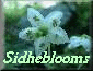 sidheblooms