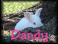Dandy
