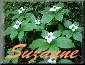 Bunchberry