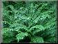 Sword Fern