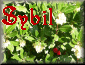 Sybil