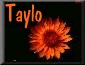 African Daisy