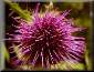 Thistle