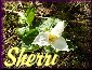 Trillium
