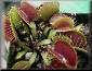 Venus Flytrap