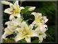 White lily