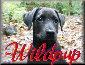 Wildpup