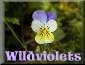 wildviolet