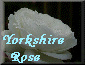 Yorkshire Rose