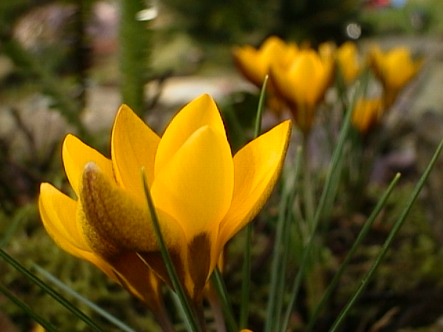 Yellow Crocus Flowers in Bloom